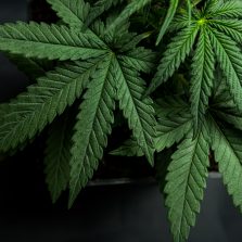 Planta De Cannabis